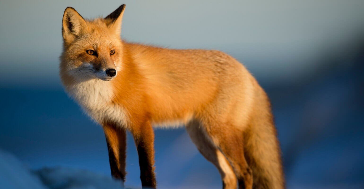 Une photo claire et agrandie du renard améliorée